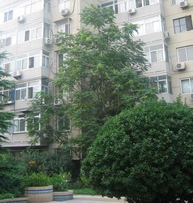 牡丹园北里小区2室1厅1卫东南朝向8500.00元/月出租