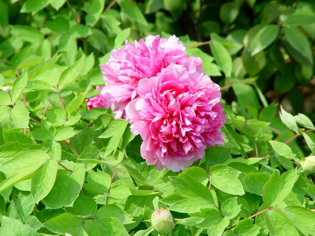 洛阳市市花