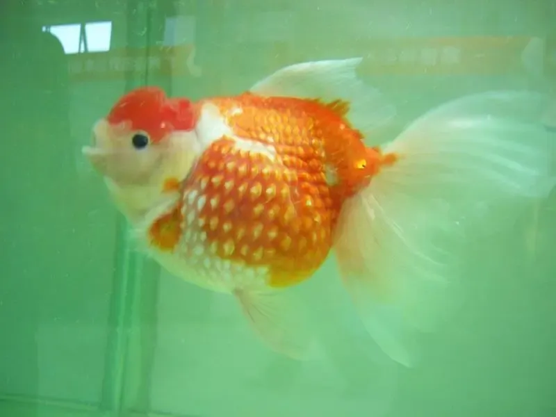 养鱼可以<em>观赏</em>,也可以调节湿度--发几张<em>观赏鱼</em>的