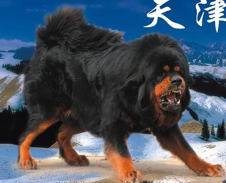 看看我们的藏獒支队