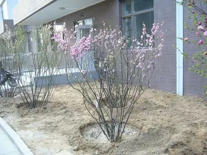 ����鿴��һ��: ����