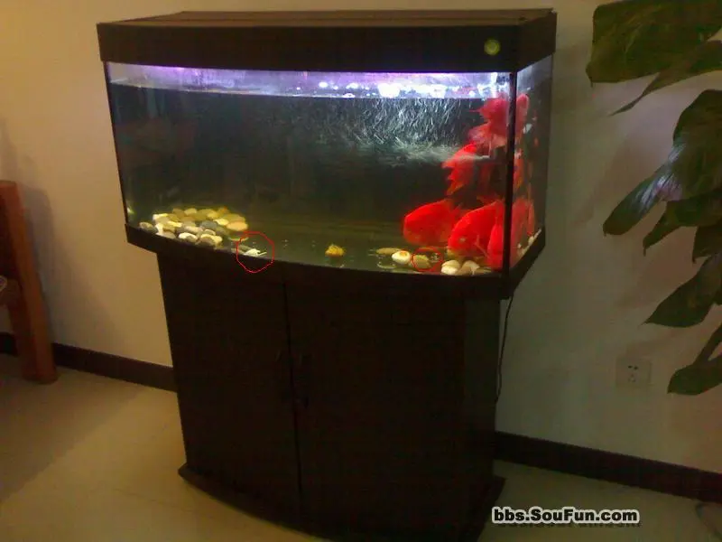 我家养的6条鹦鹉鱼居然吃了一条清道夫,仔细看