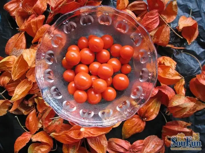 老家记忆:<em>姑娘</em>、咕<em>鸟</em>还是菇娘搞不清楚,倒