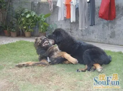 高加索犬咬死藏獒全程,高加索犬咬死藏獒,高加索犬一