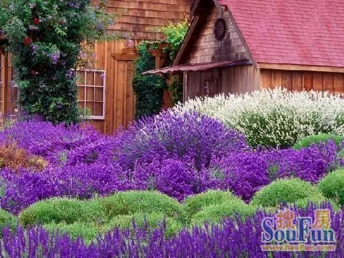 只属于普罗旺斯的风景-小镇西西里业主论坛