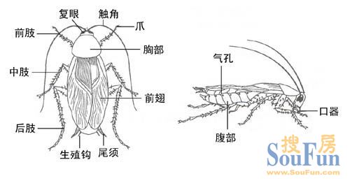 蟑螂的扩散方式