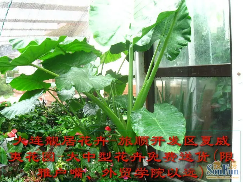 大叶花卉图片及名称