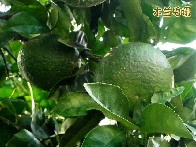 ���������ӱ��� ��������40������
