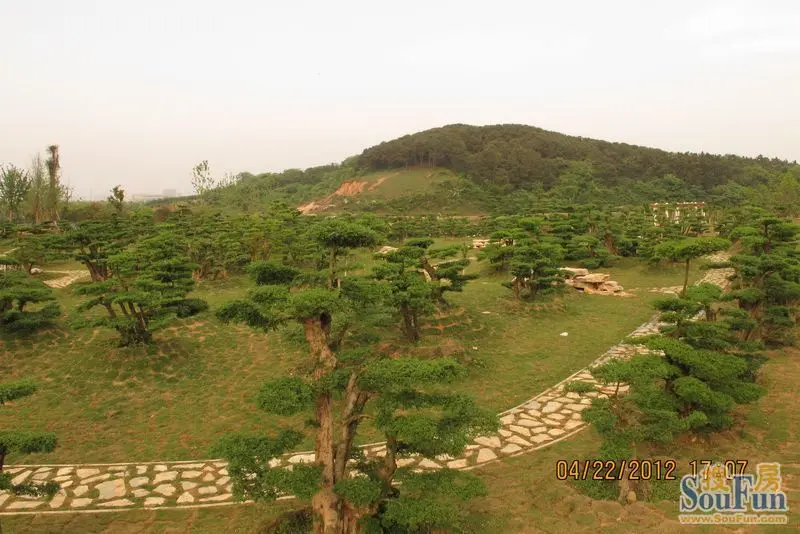 中建汤逊湖一号周边汤逊湖公园美景!-楼市论坛业主论坛-武汉搜房网