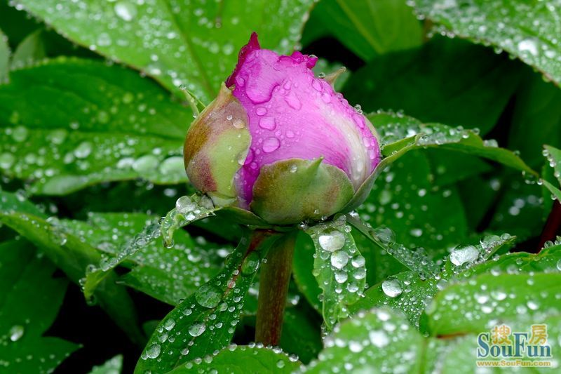 {春天的雨，}.