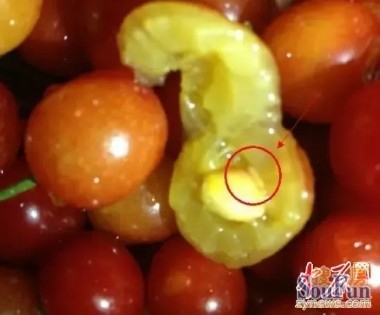 樱桃蛆虫图片