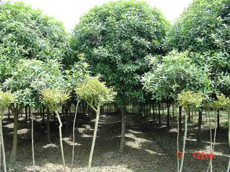 桂花树品种桂花树病虫防治桂花树栽培技术图片
