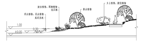 图13 水岸复层植物群落