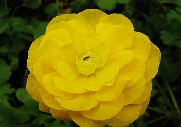 陆莲花