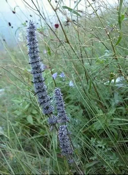 多裂叶荆芥