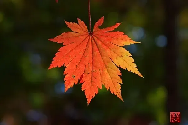 天枝加什么成语_成语故事简笔画(3)