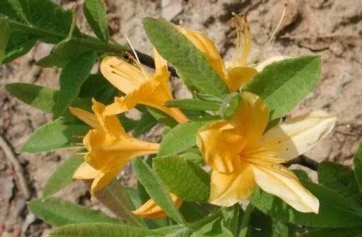 黄花杜鹃