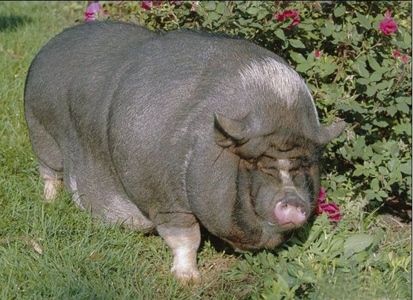 世界上最胖的猪……五官难以辨认.