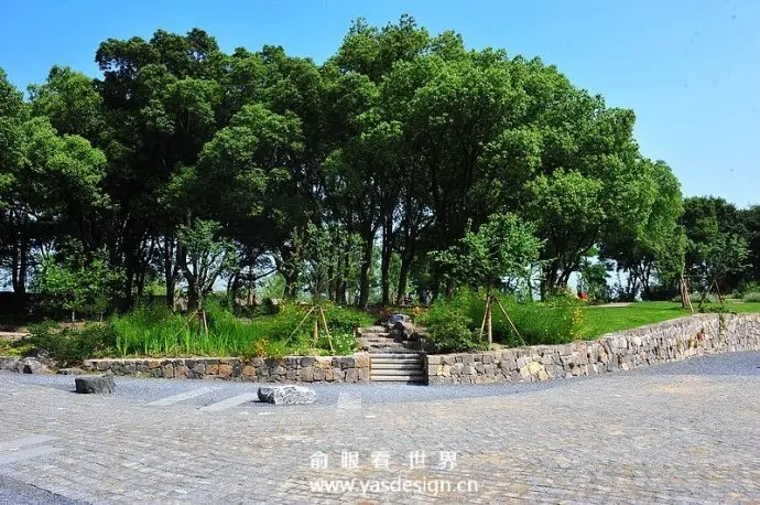 保留香樟林与树下的耐阴植物