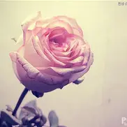 经典伤感情语 -春天