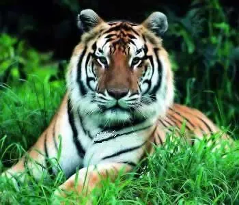 �ֻ�
