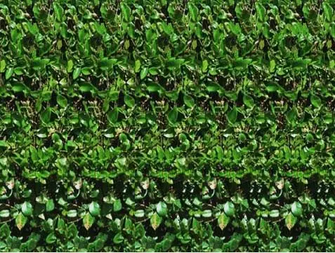 三维立体图,大家说只要一带来眼就斗鸡了,它给我们出来了无限版式设计在线阅读图片