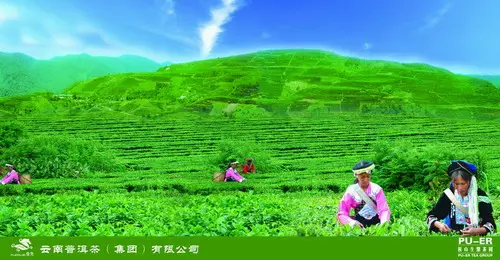 关于野象传说茶行 -野象tea