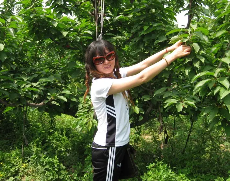 采摘樱桃 -早教乐园